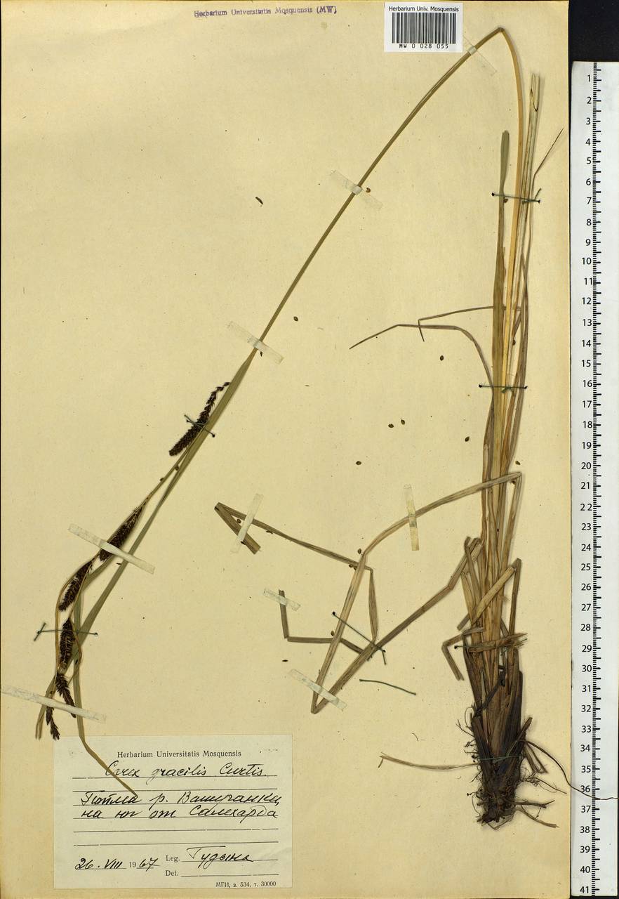 Carex acuta L., Siberia, Western Siberia (S1) (Russia)