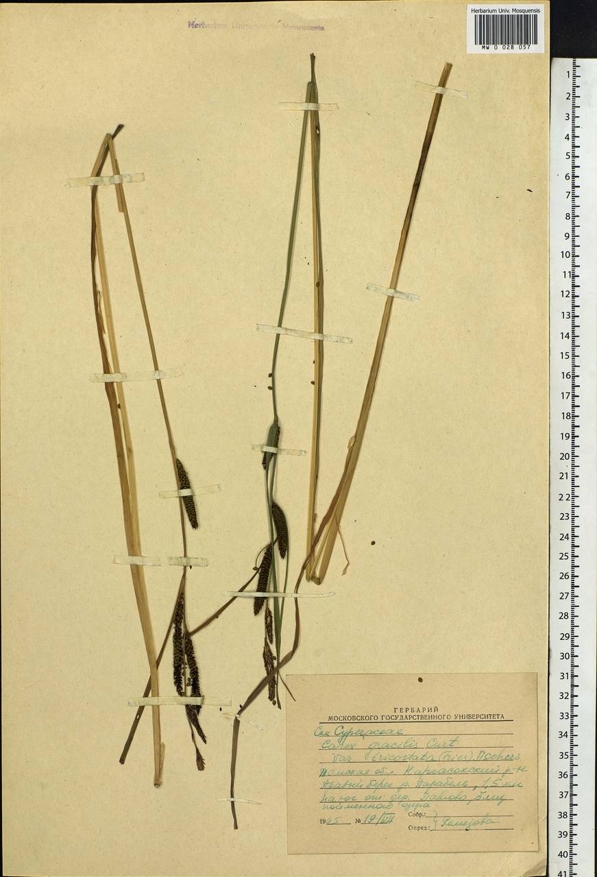 Carex acuta L., Siberia, Western Siberia (S1) (Russia)
