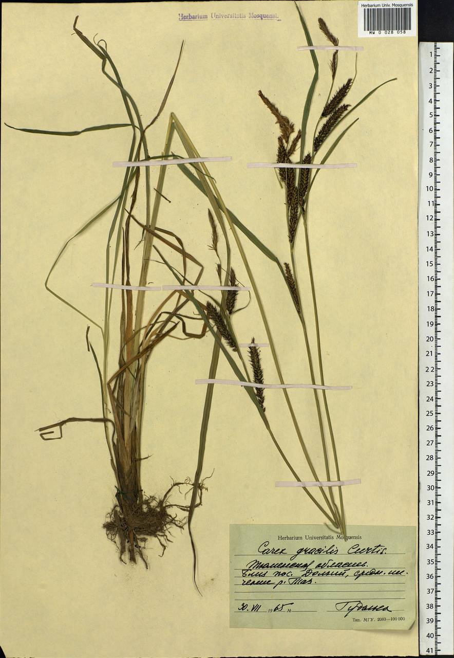 Carex acuta L., Siberia, Western Siberia (S1) (Russia)