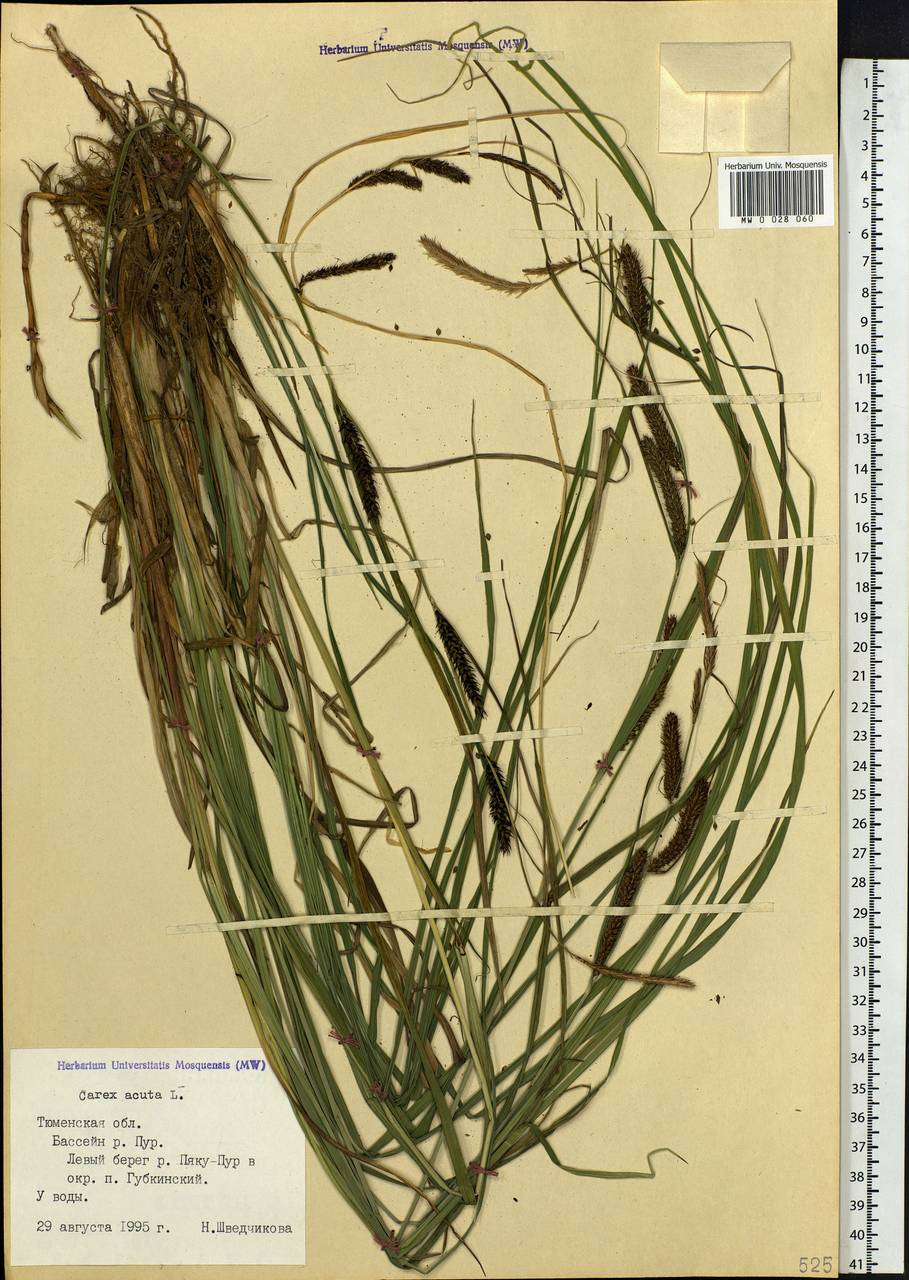 Carex acuta L., Siberia, Western Siberia (S1) (Russia)
