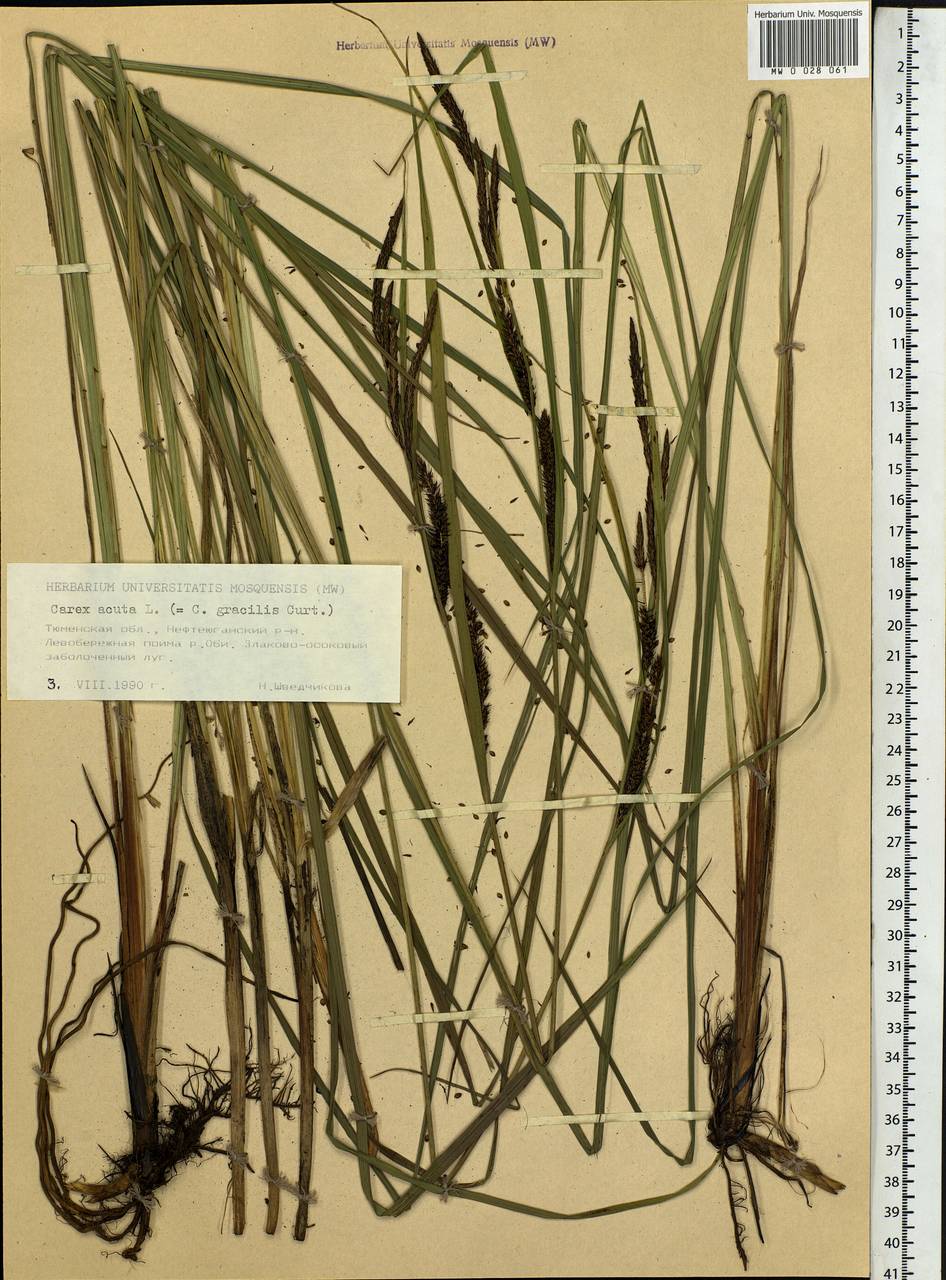 Carex acuta L., Siberia, Western Siberia (S1) (Russia)