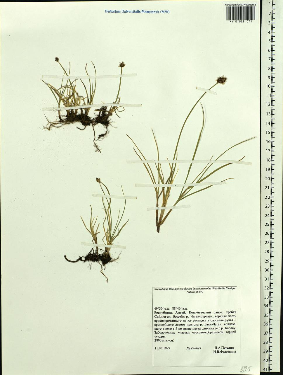 Blysmus sinocompressus Tang & F.T.Wang, Siberia, Altai & Sayany Mountains (S2) (Russia)