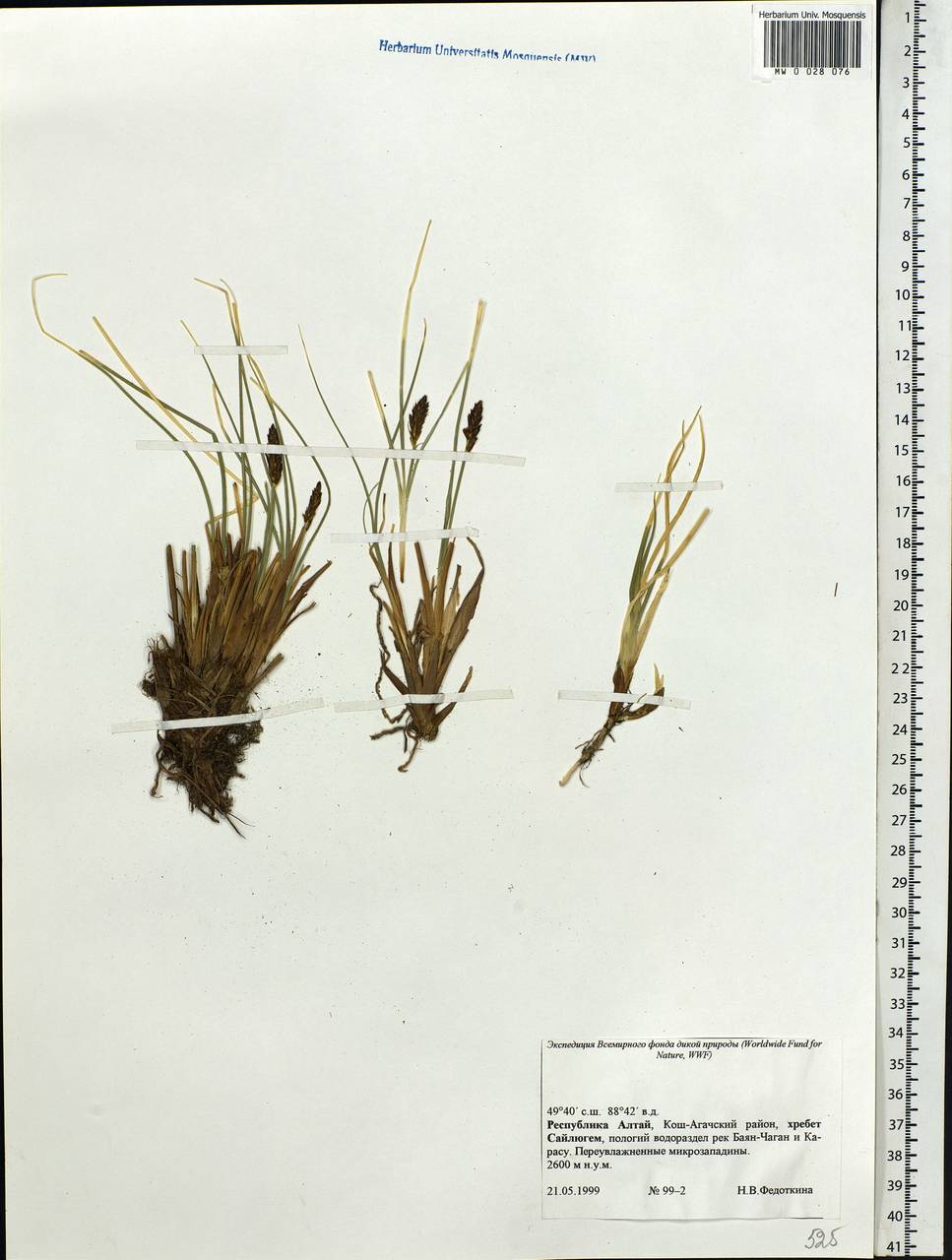 Kobresia, Siberia, Altai & Sayany Mountains (S2) (Russia)