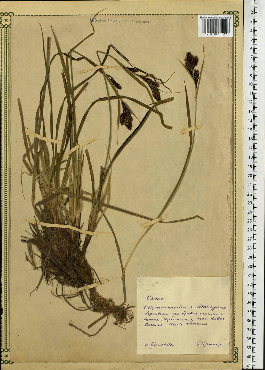 Carex, Siberia, Chukotka & Kamchatka (S7) (Russia)