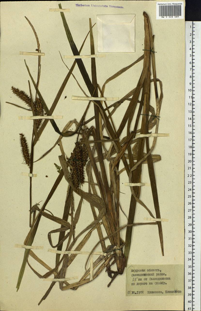 Carex, Siberia, Russian Far East (S6) (Russia)