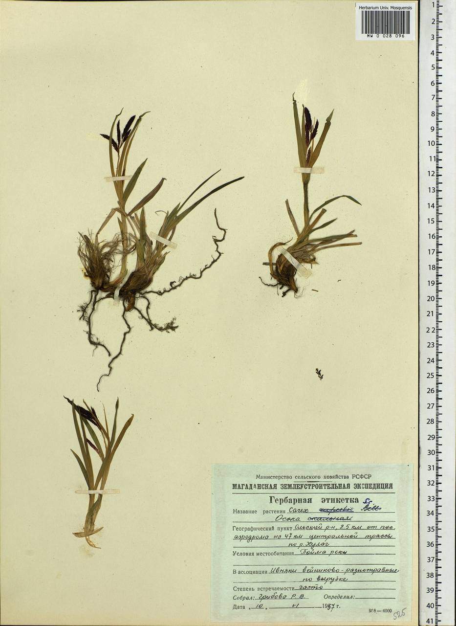 Carex, Siberia, Chukotka & Kamchatka (S7) (Russia)