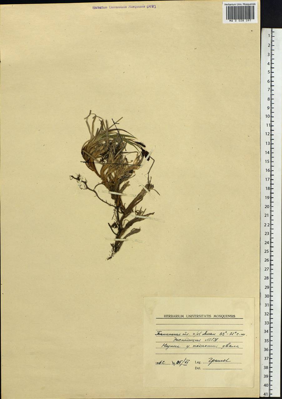 Carex, Siberia, Western Siberia (S1) (Russia)