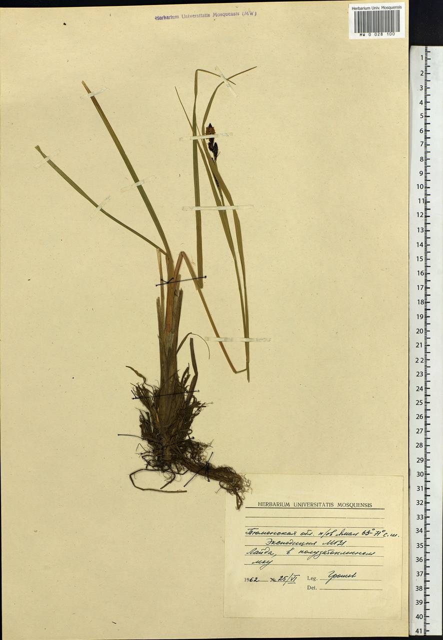 Carex, Siberia, Western Siberia (S1) (Russia)