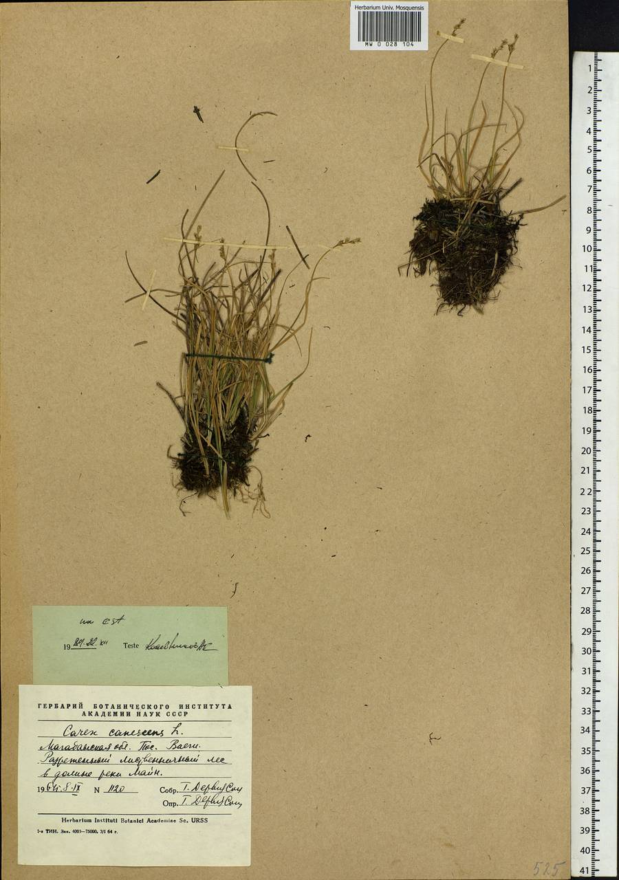 Carex, Siberia, Chukotka & Kamchatka (S7) (Russia)