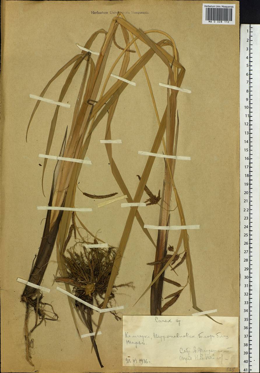 Carex, Siberia, Chukotka & Kamchatka (S7) (Russia)