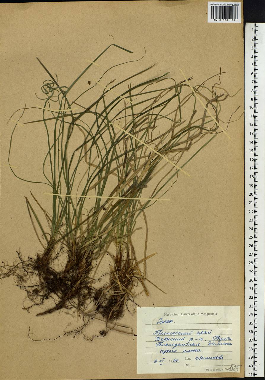 Carex, Siberia, Russian Far East (S6) (Russia)