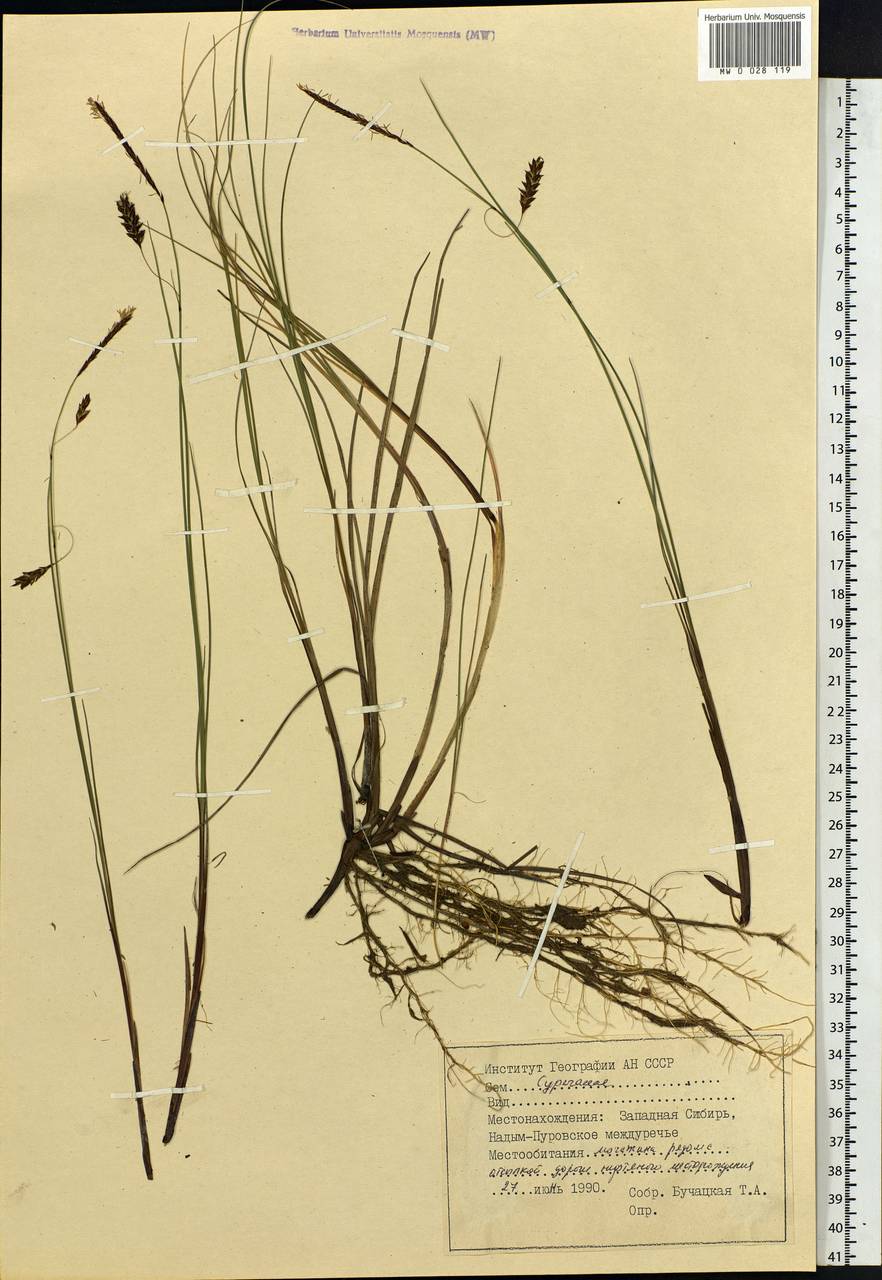 Carex, Siberia, Western Siberia (S1) (Russia)