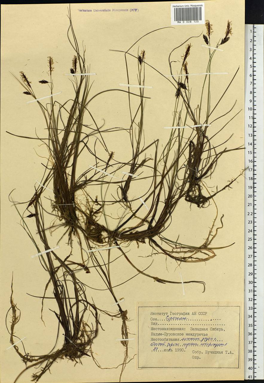 Carex, Siberia, Western Siberia (S1) (Russia)