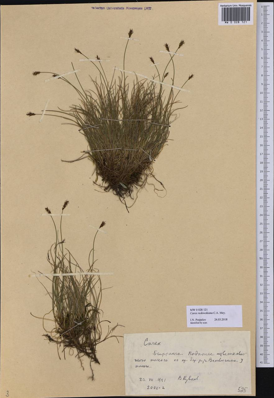 Carex parallela subsp. redowskiana (C.A.Mey.) T.V.Egorova, Siberia, Central Siberia (S3) (Russia)