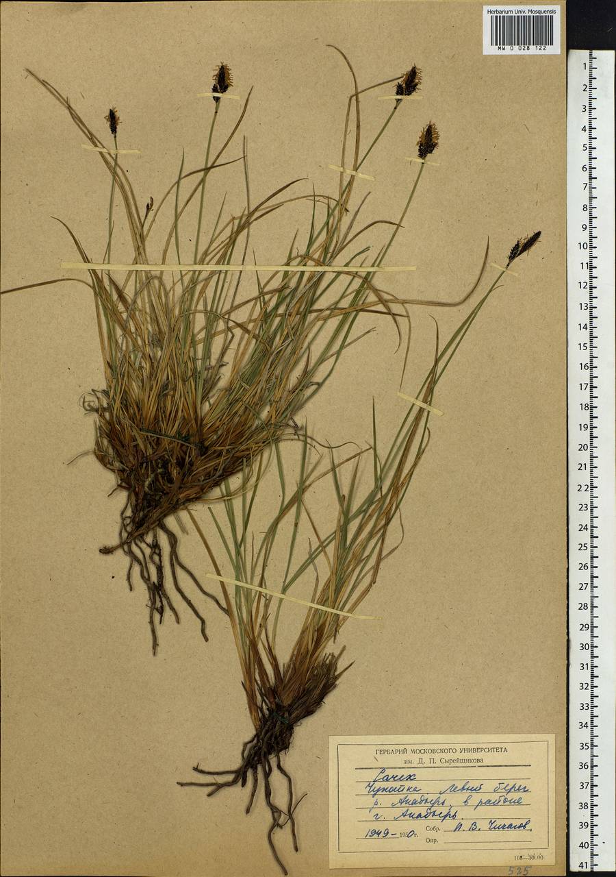 Carex, Siberia, Chukotka & Kamchatka (S7) (Russia)