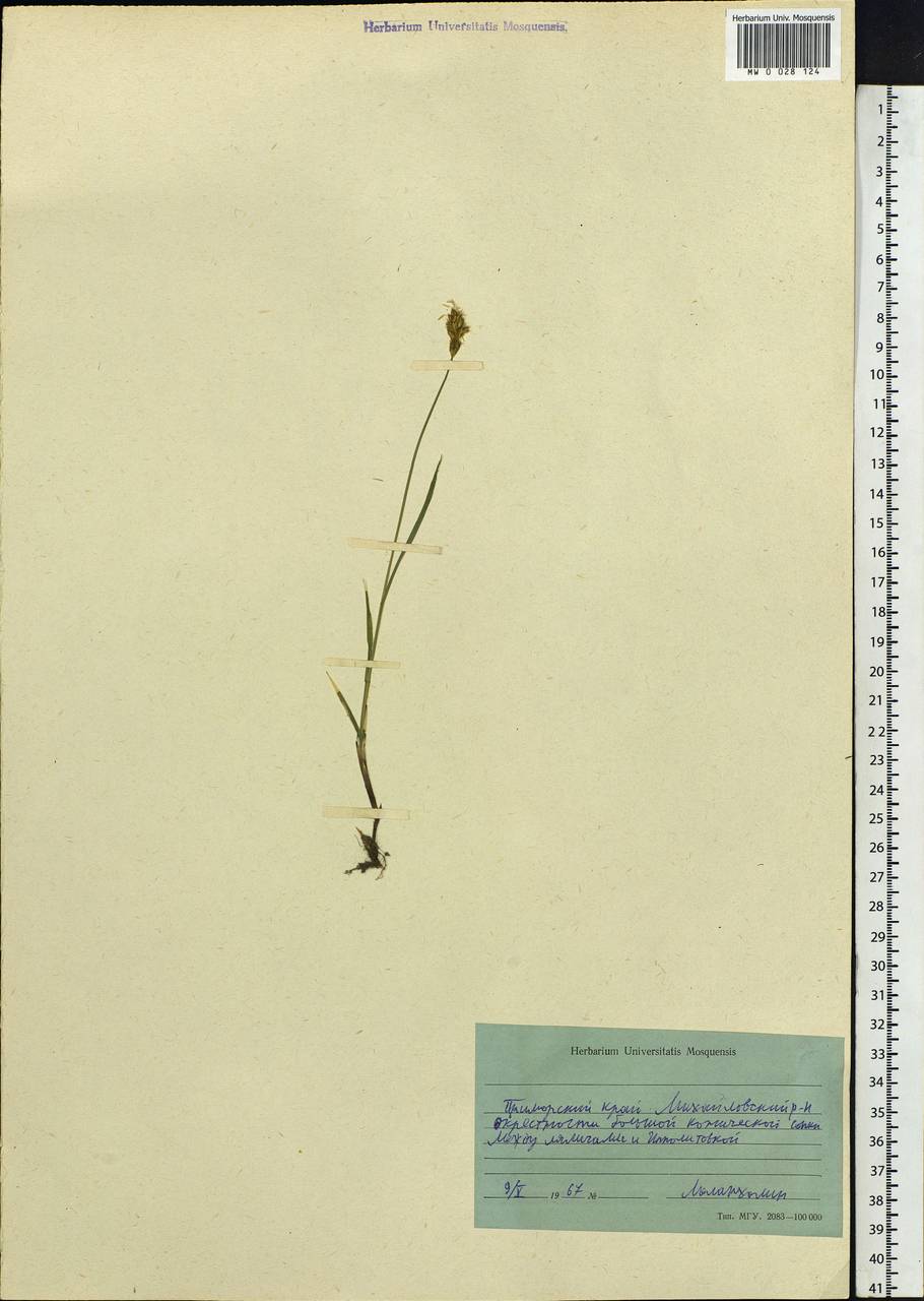 Carex, Siberia, Russian Far East (S6) (Russia)
