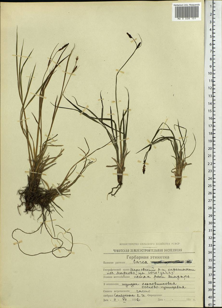 Carex, Siberia, Chukotka & Kamchatka (S7) (Russia)
