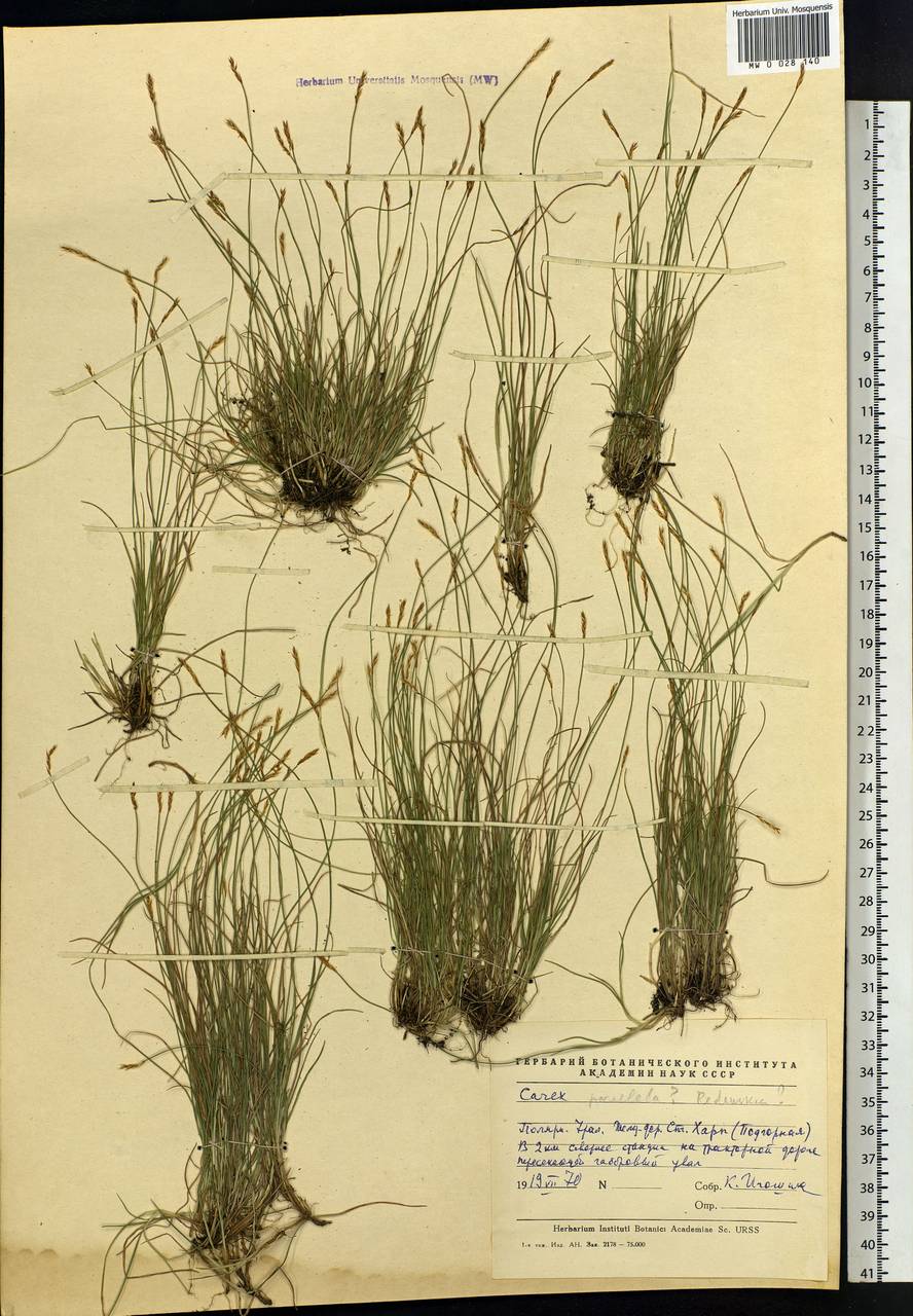 Carex, Siberia, Western Siberia (S1) (Russia)