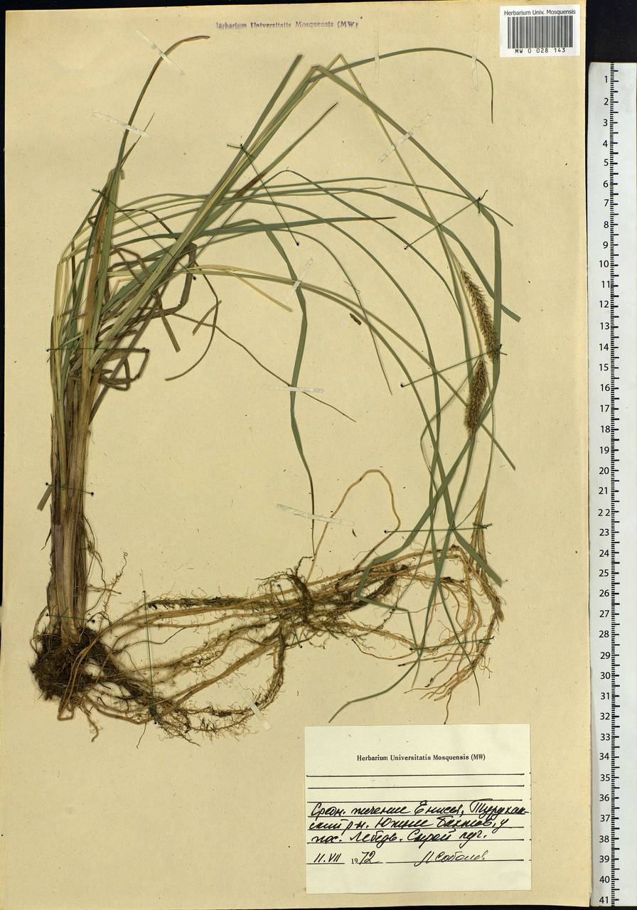 Carex, Siberia, Central Siberia (S3) (Russia)