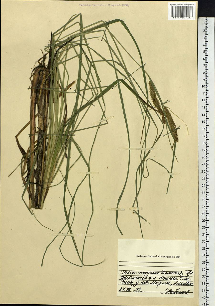 Carex, Siberia, Central Siberia (S3) (Russia)