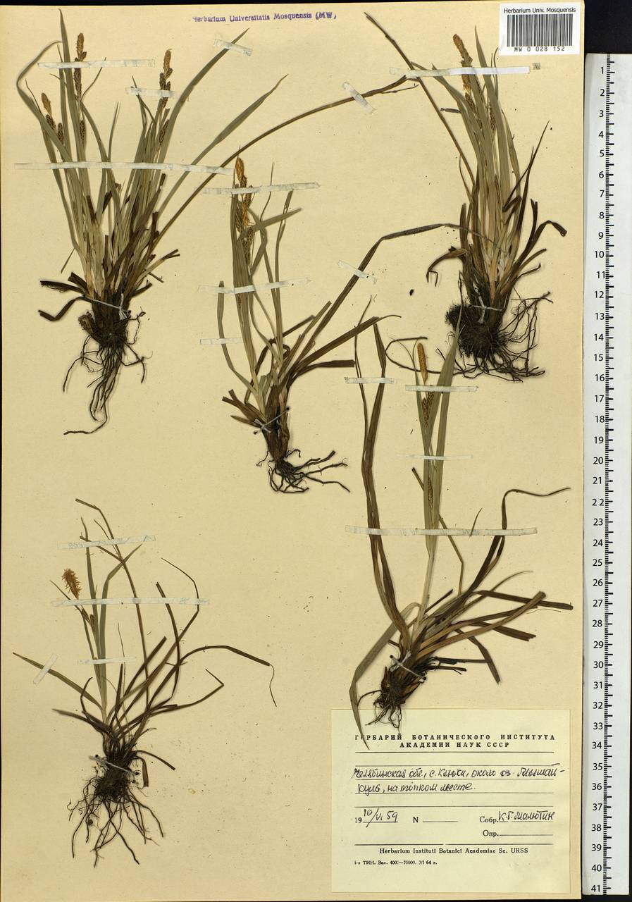 Carex, Eastern Europe, Eastern region (E10) (Russia)