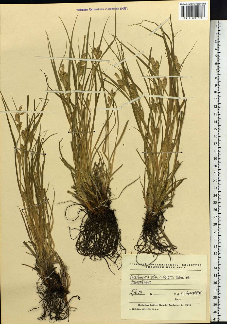 Carex, Eastern Europe, Eastern region (E10) (Russia)