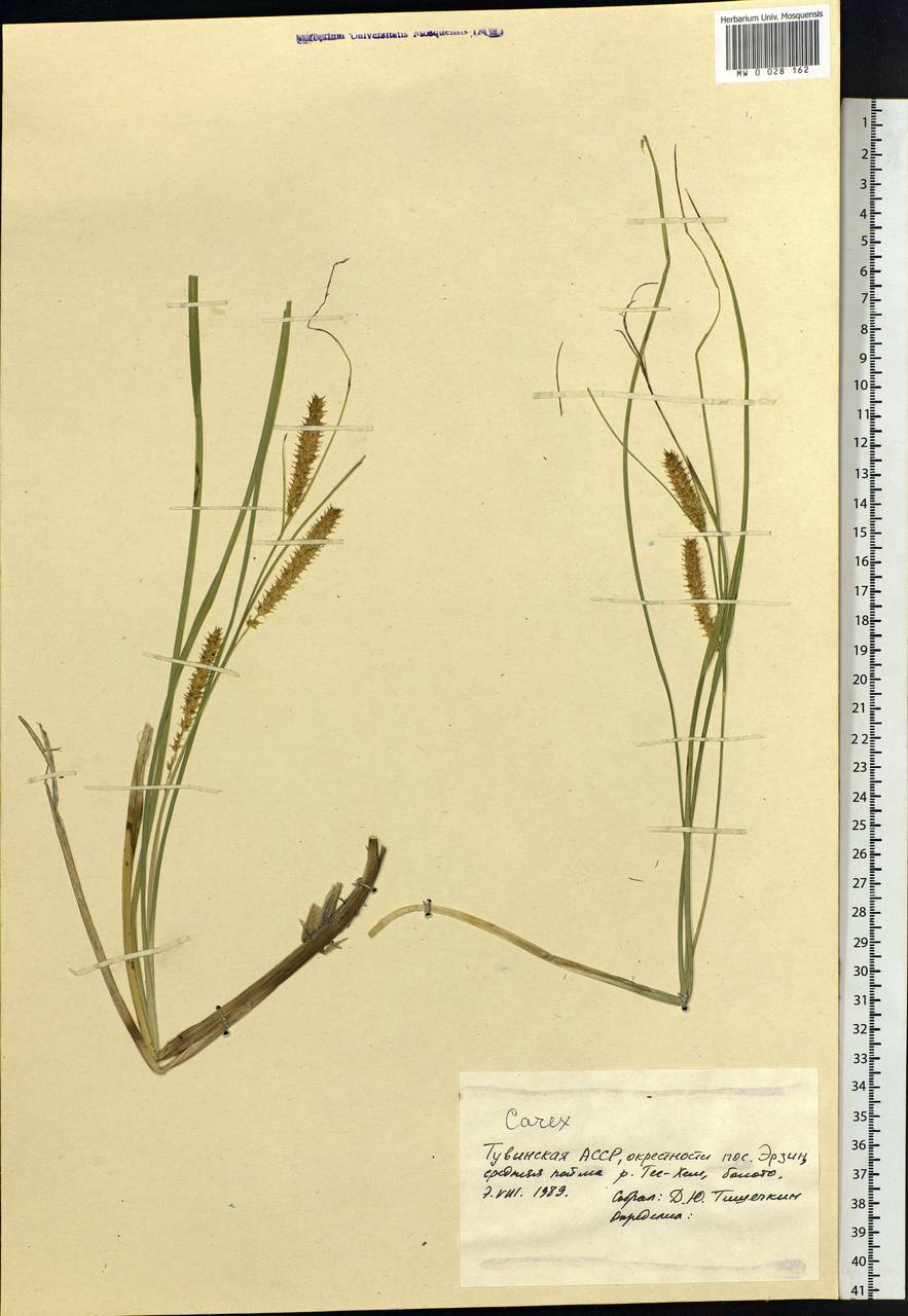 Carex, Siberia, Altai & Sayany Mountains (S2) (Russia)