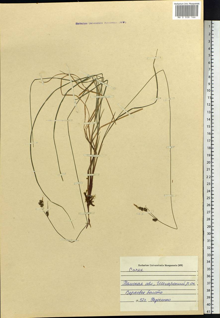 Carex, Siberia, Western Siberia (S1) (Russia)