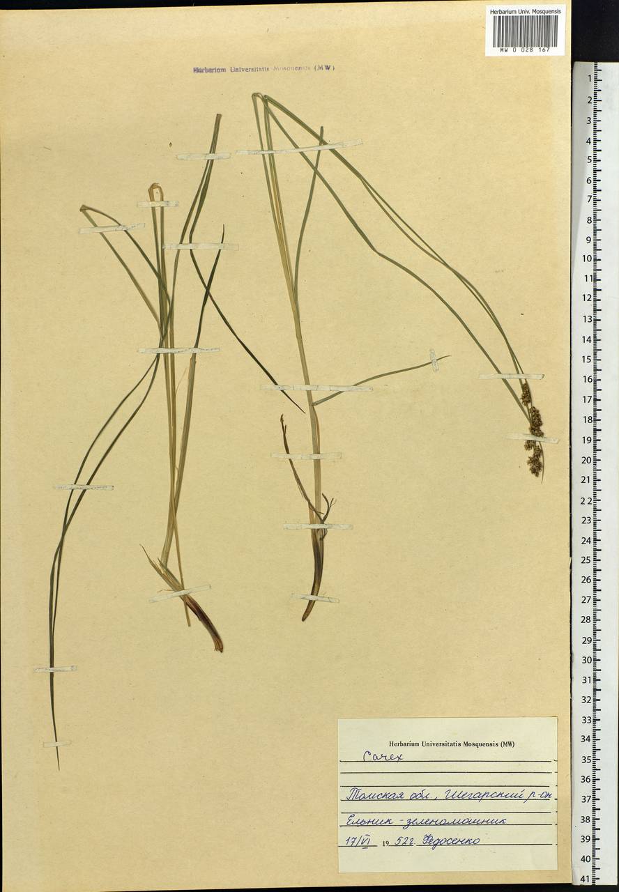 Carex, Siberia, Western Siberia (S1) (Russia)