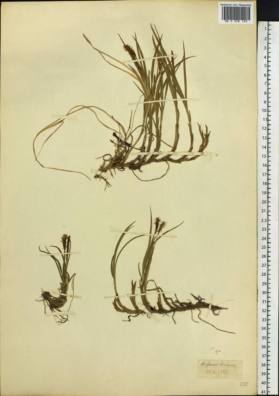 Carex, Siberia, Chukotka & Kamchatka (S7) (Russia)
