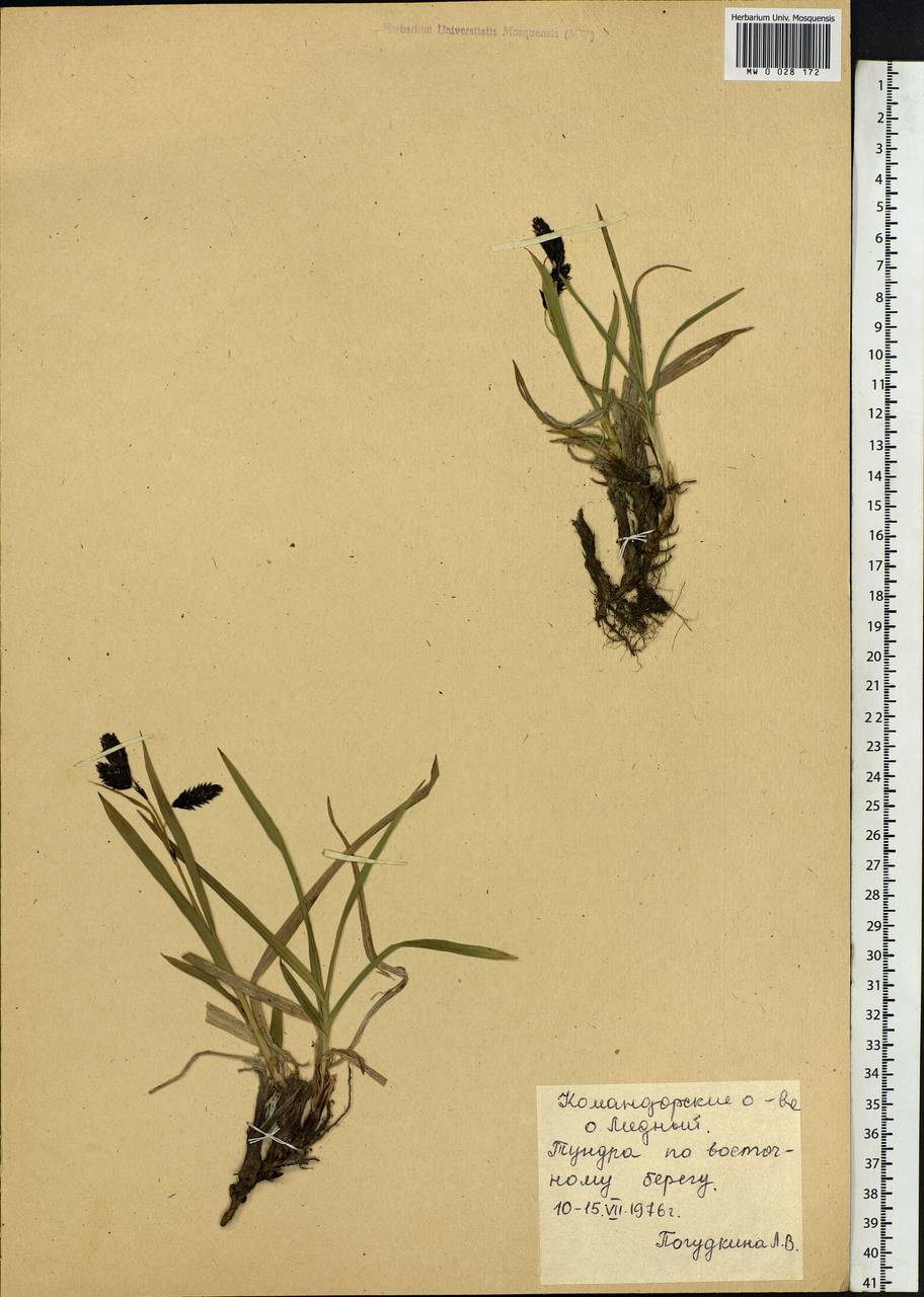 Carex, Siberia, Chukotka & Kamchatka (S7) (Russia)