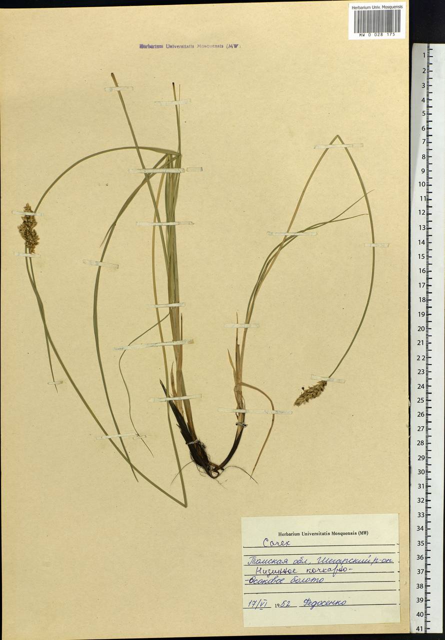 Carex, Siberia, Western Siberia (S1) (Russia)