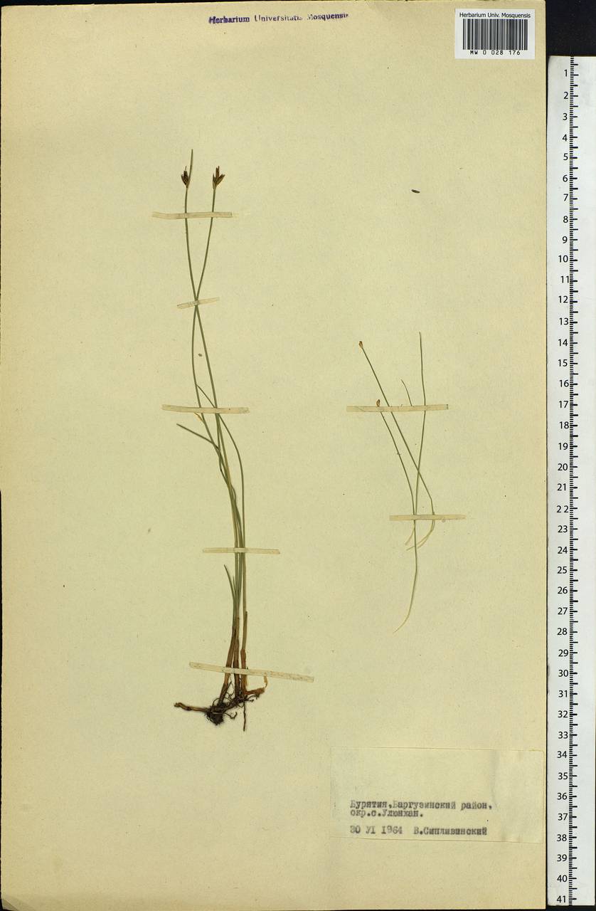 Carex, Siberia, Baikal & Transbaikal region (S4) (Russia)