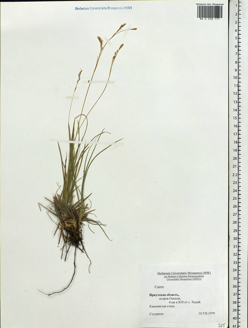 Carex, Siberia, Baikal & Transbaikal region (S4) (Russia)