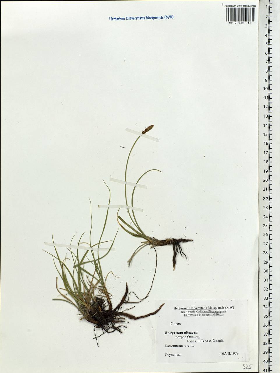 Carex, Siberia, Baikal & Transbaikal region (S4) (Russia)