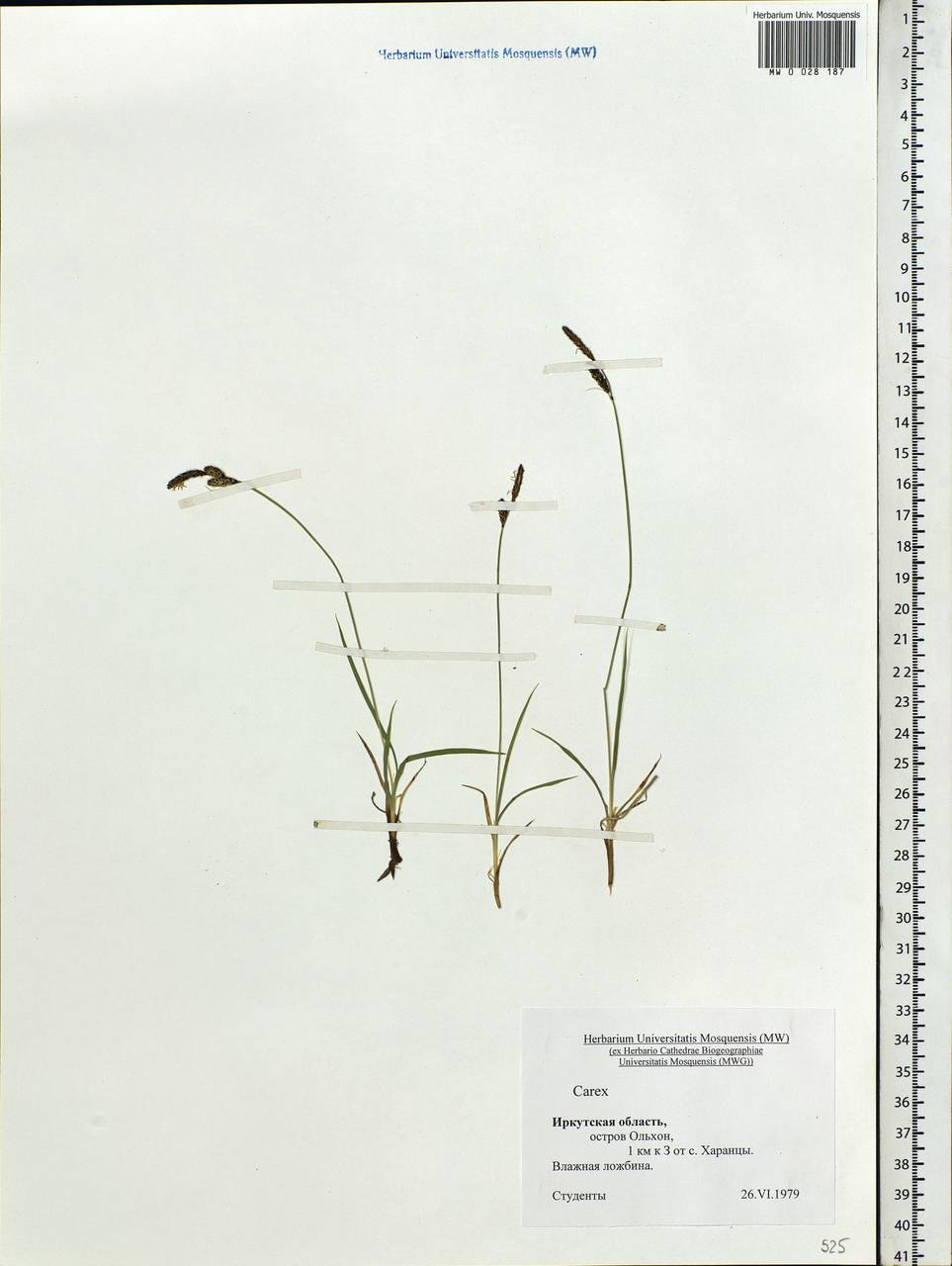 Carex, Siberia, Baikal & Transbaikal region (S4) (Russia)