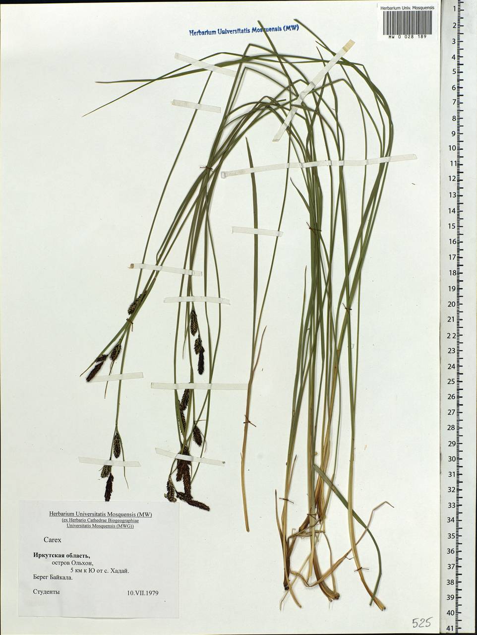 Carex, Siberia, Baikal & Transbaikal region (S4) (Russia)