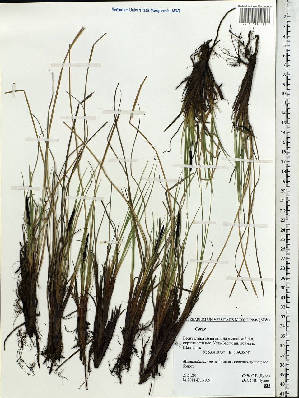 Carex, Siberia, Baikal & Transbaikal region (S4) (Russia)