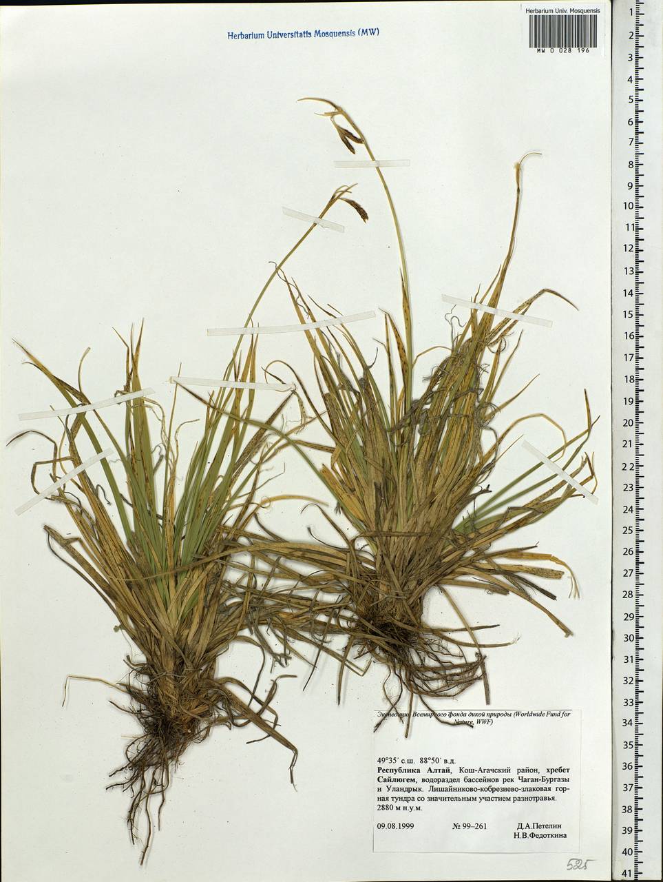 Carex, Siberia, Altai & Sayany Mountains (S2) (Russia)