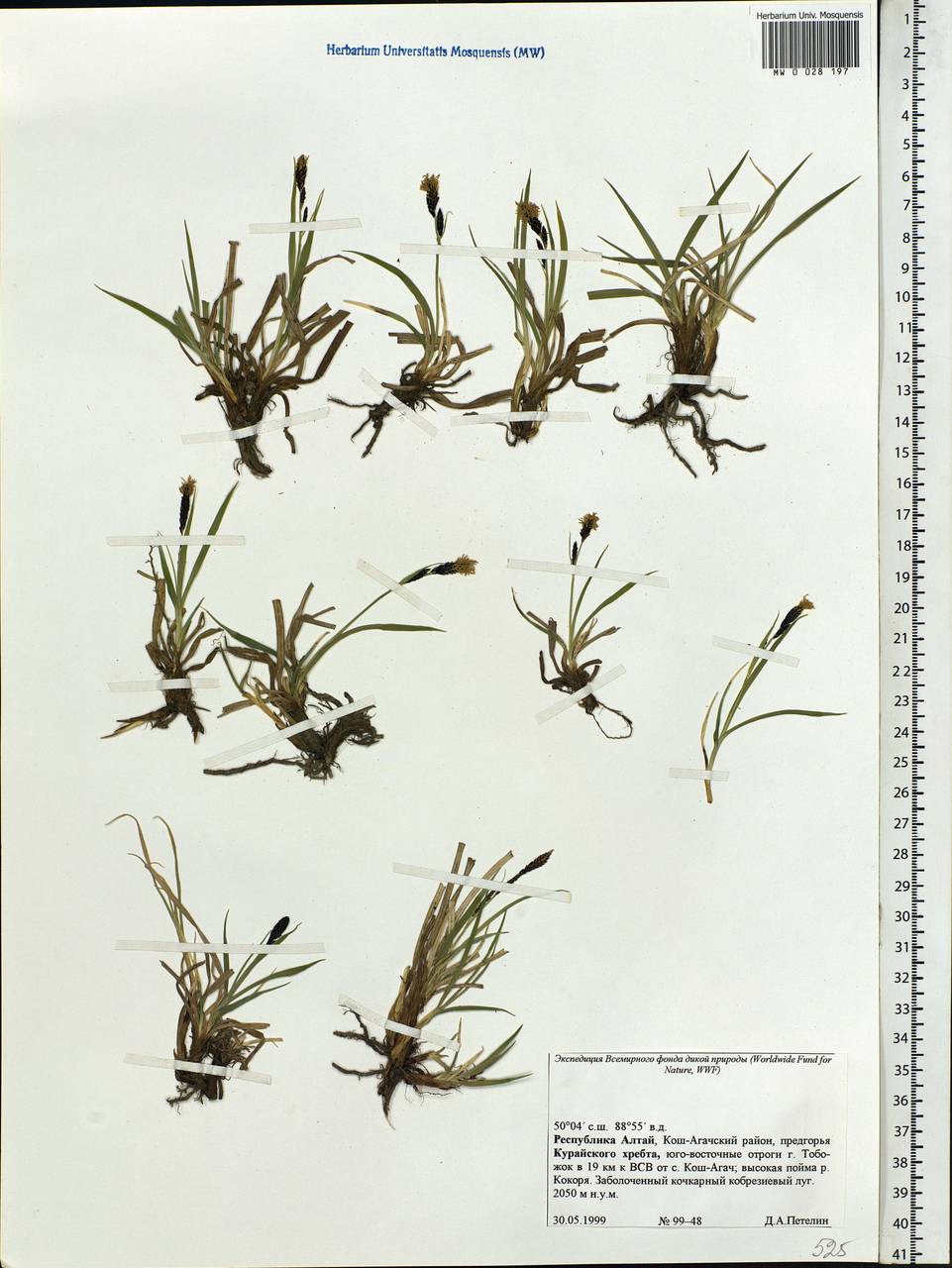 Carex, Siberia, Altai & Sayany Mountains (S2) (Russia)