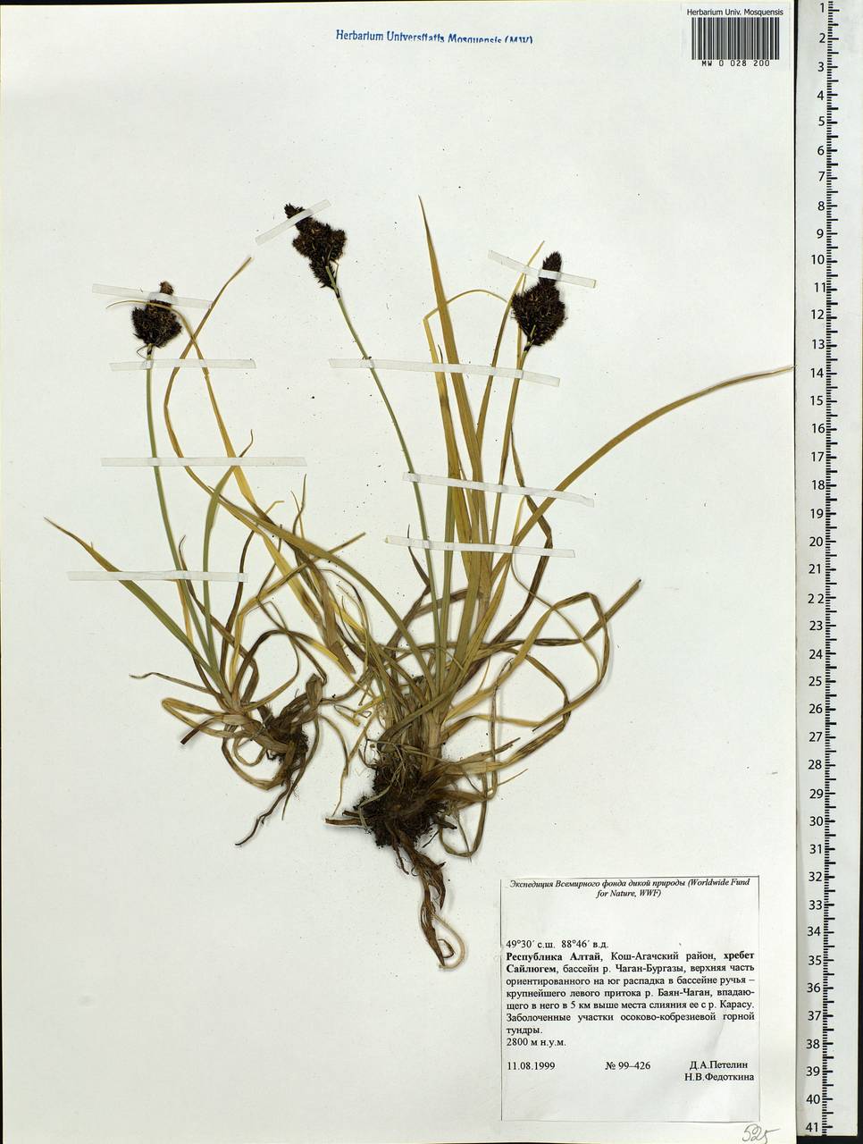 Carex, Siberia, Altai & Sayany Mountains (S2) (Russia)