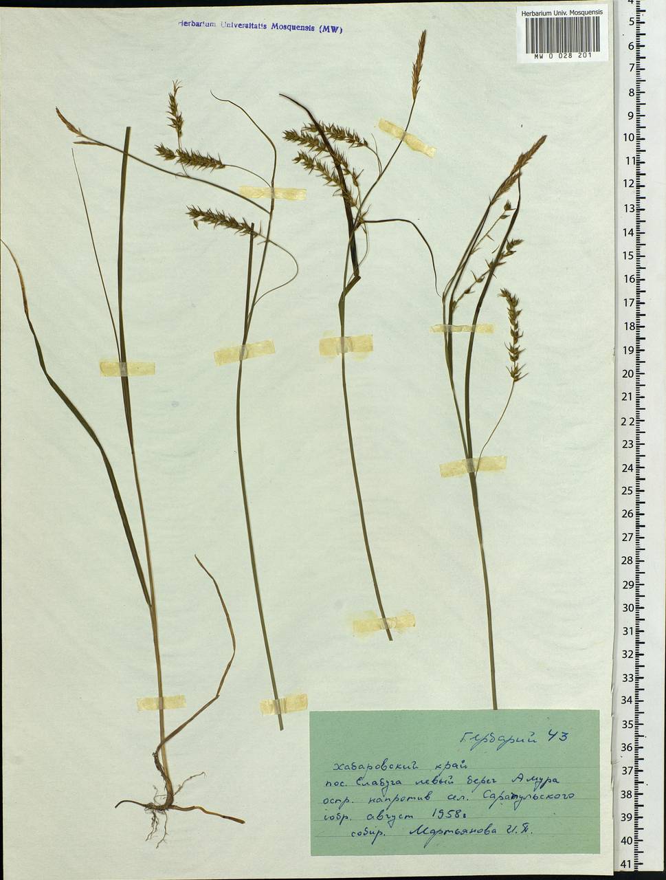 Carex, Siberia, Russian Far East (S6) (Russia)