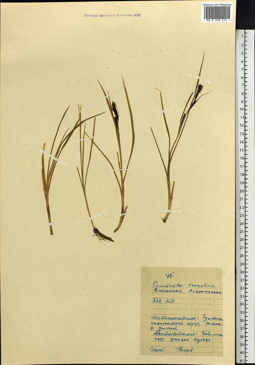 Carex, Siberia, Chukotka & Kamchatka (S7) (Russia)
