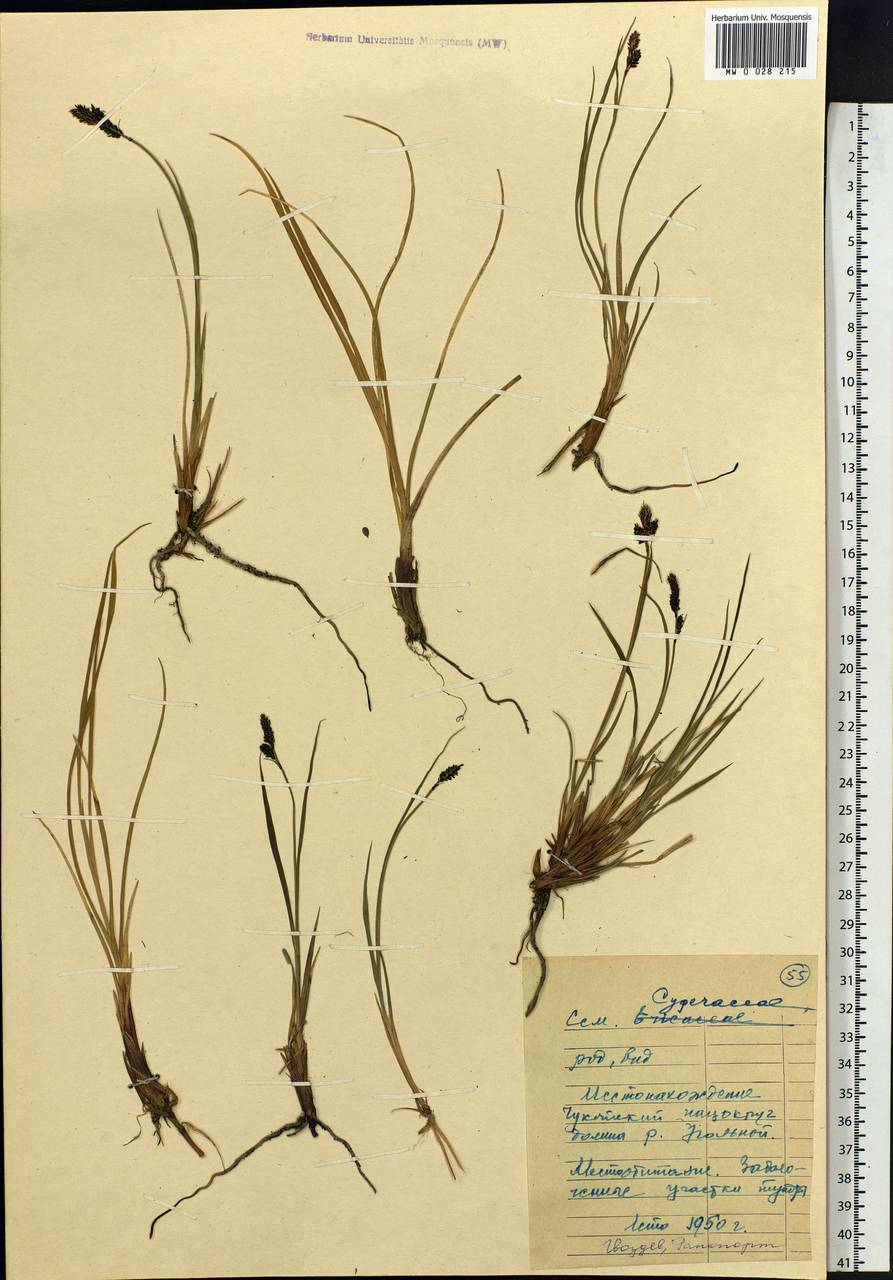 Carex, Siberia, Chukotka & Kamchatka (S7) (Russia)