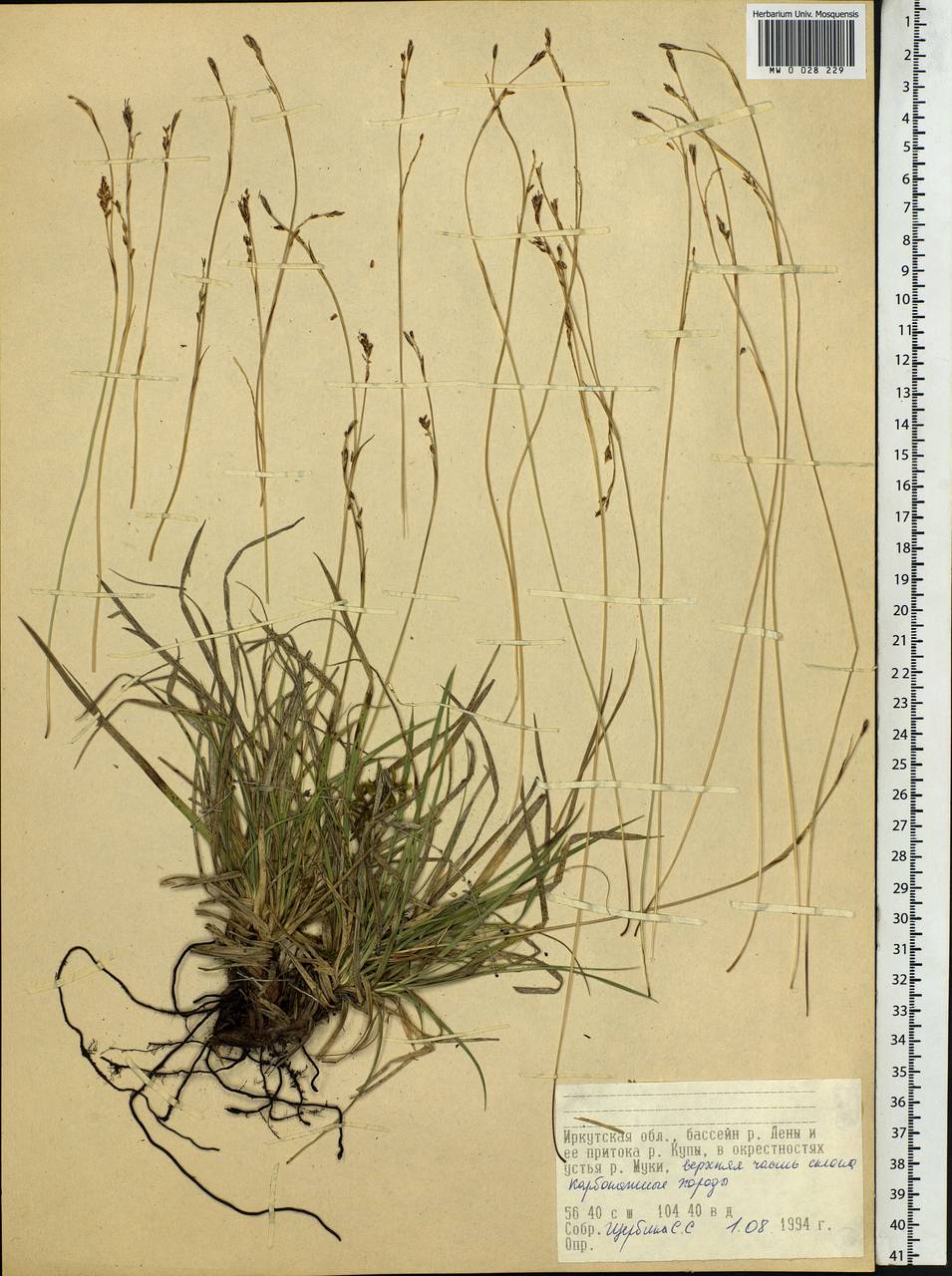 Carex, Siberia, Baikal & Transbaikal region (S4) (Russia)