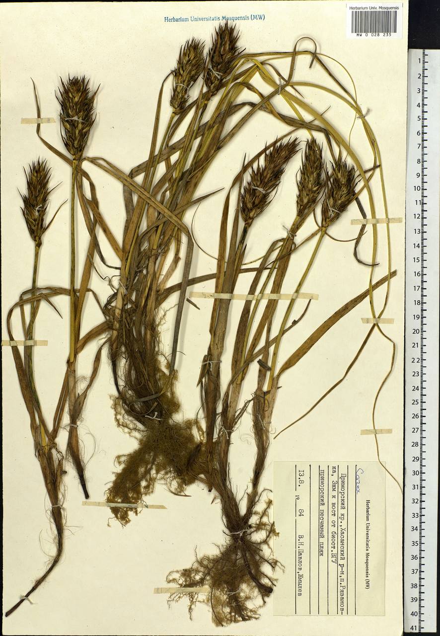 Carex, Siberia, Russian Far East (S6) (Russia)