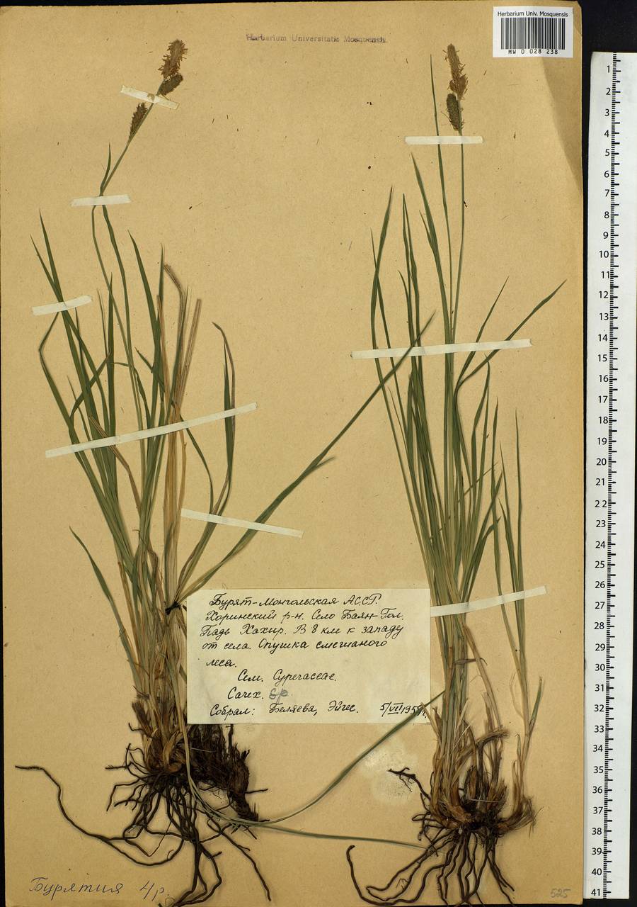Carex, Siberia, Baikal & Transbaikal region (S4) (Russia)