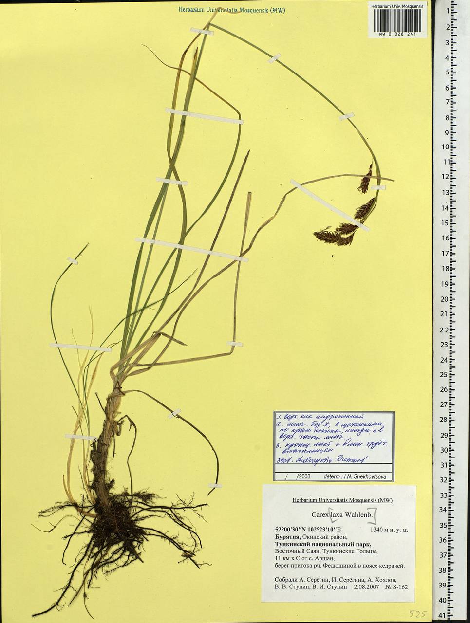 Carex, Siberia, Baikal & Transbaikal region (S4) (Russia)