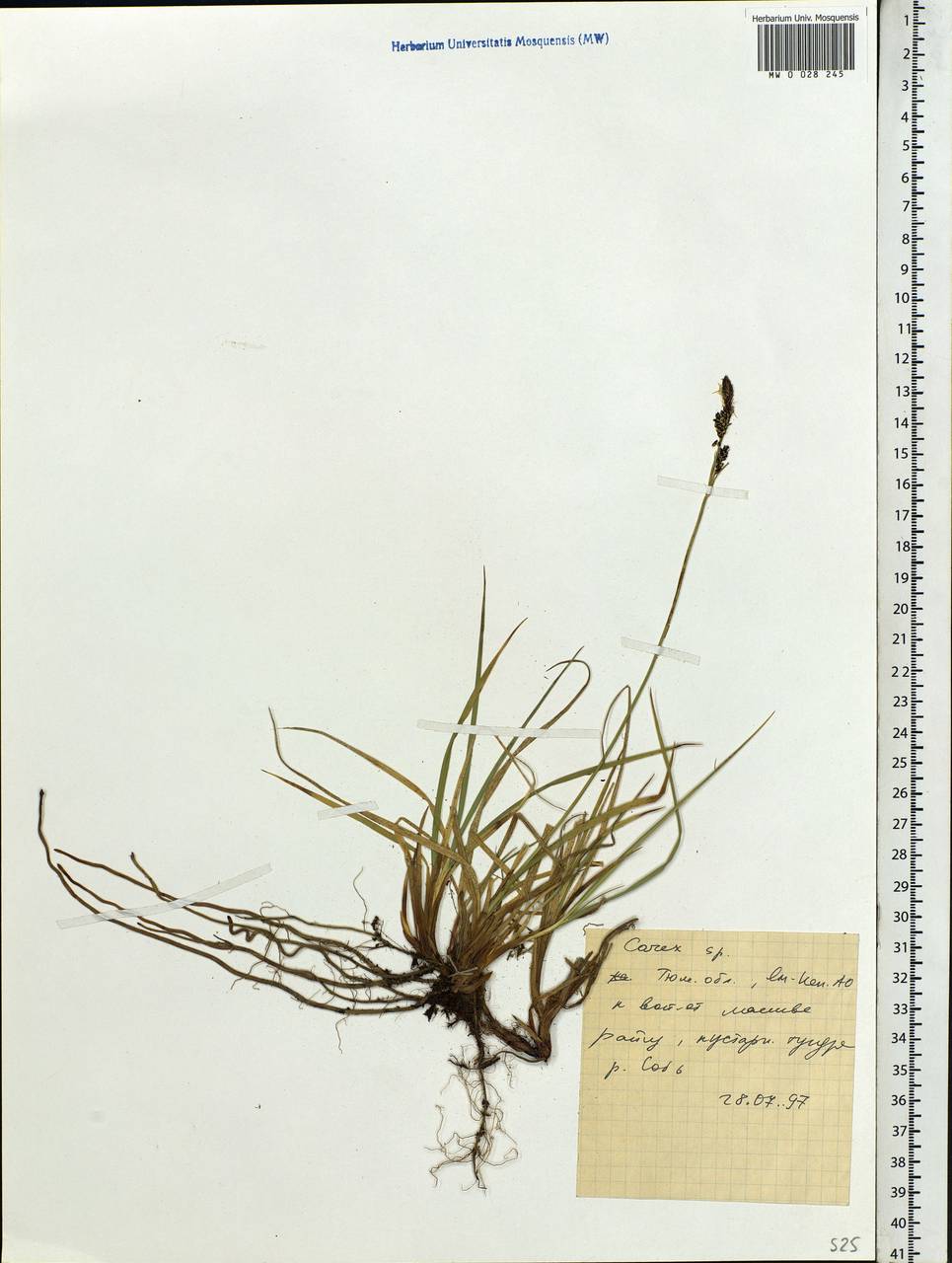 Carex, Siberia, Western Siberia (S1) (Russia)