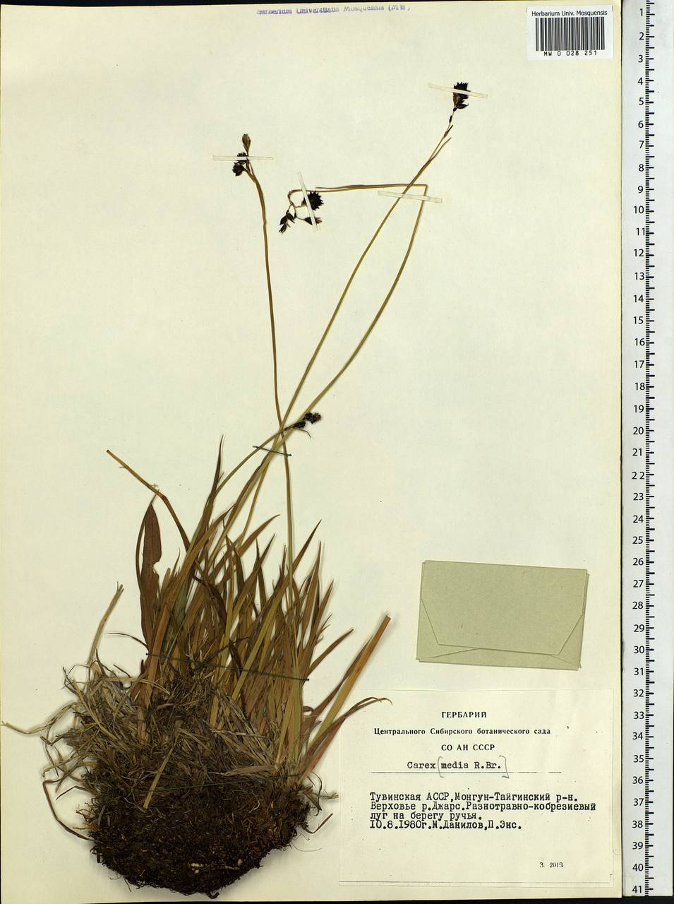 Carex, Siberia, Altai & Sayany Mountains (S2) (Russia)